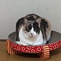 yumasuke