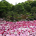 shoku