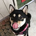 Qoo