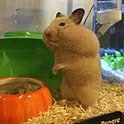 yuki