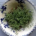 tetu