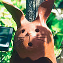 maro