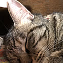 micchan