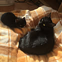 azukicat