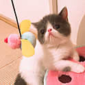 mukkomikko