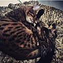 Live-Love-Leopard