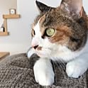 meguri4
