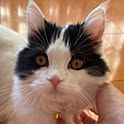 Rieko