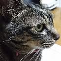 maorin
