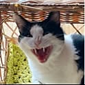 Yukineko