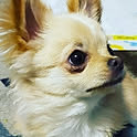 niko.kumu0803