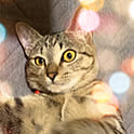 mimi