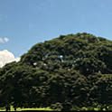 USAN