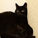 kuro
