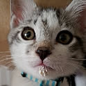 hiro