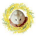 mimosa