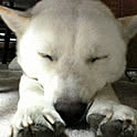 inudog