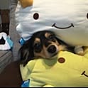 kazu