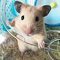 Aki