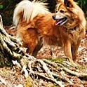 salima