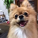 chiachi