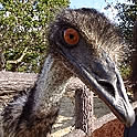 usi