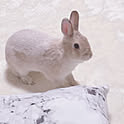 cocoa