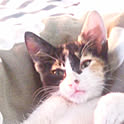 mochi