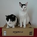 nekojita000