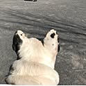 boo-