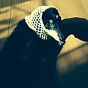 mico