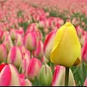 tulip