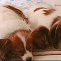 papillon3