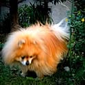 mukkutan
