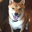yuzu