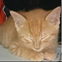 milky-tettarin