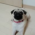 yochi