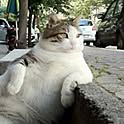 cat.m