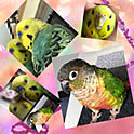 Kazu