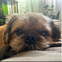 kozu