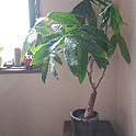 chobi1005