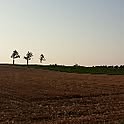 ashumama