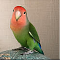 Rechan