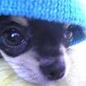 macya