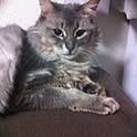 lily