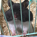 puku-puku