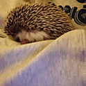 ririrere