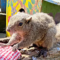 chiku
