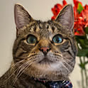 shimausacat