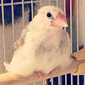 souya